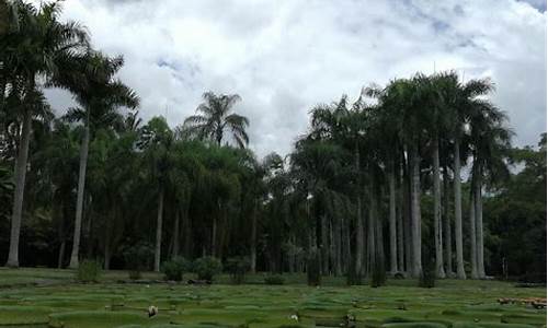 中科院西双版纳植物园旅游攻略_中科院西双