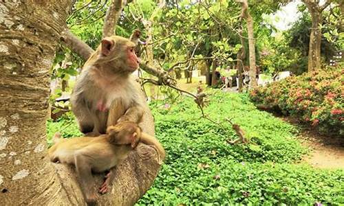 猴岛旅游景点门票优惠政策_猴岛旅游景点门票优惠政策最新