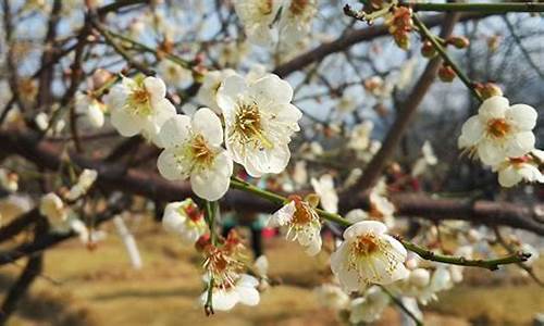 广州萝岗香雪公园梅花节_广州萝岗香雪公园梅花节门票